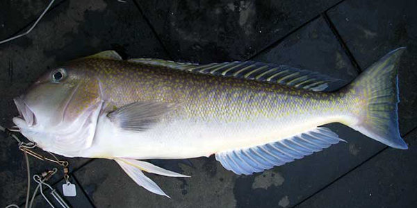 Kamu Harus Tahu: 5 Jenis Ikan Ini Sebaiknya Tidak Dikonsumsi Berlebihan