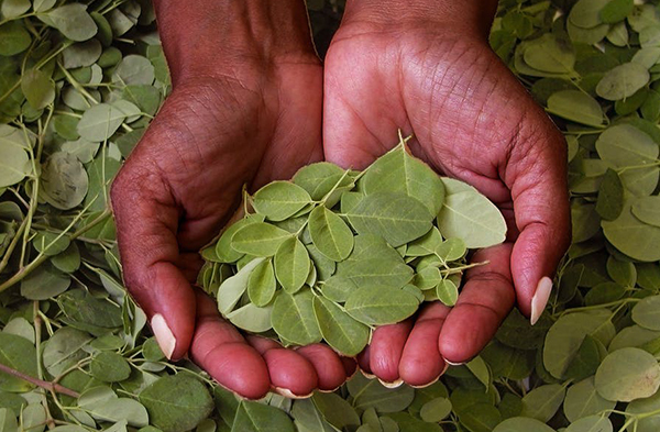 Inilah Superfood yang Diburu Eropa Hingga Amerika