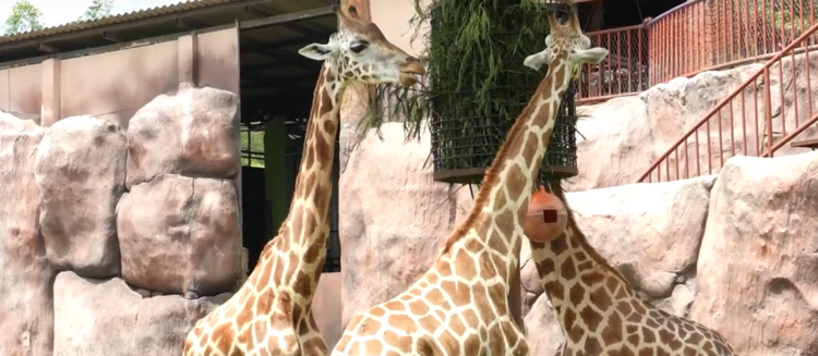 Batu Secret Zoo - Jatim Park 2